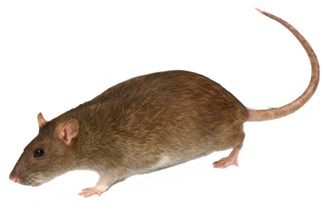 bruine-rat