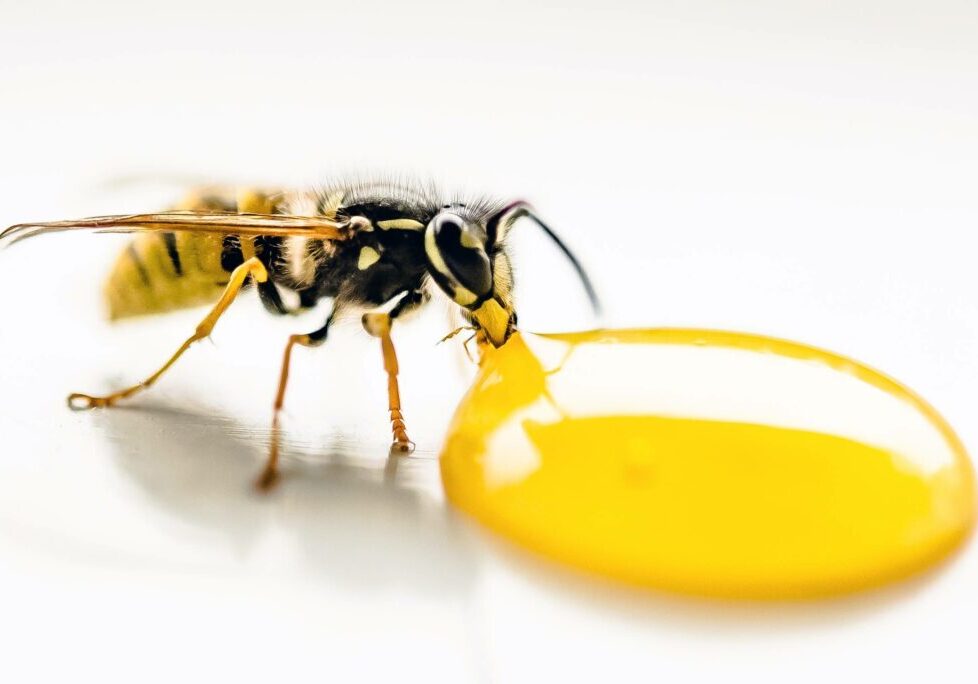 wasp-sting-honey-suger-1313054